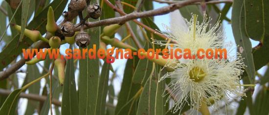 Eucalyptus eucalipto www sardegna corsica com