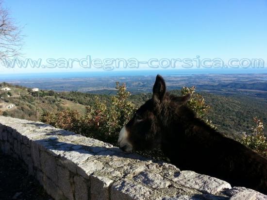 Corsica asino del villaggio Antisanti