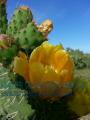 FIGUIER DE BARBARIE EN FLEUR%0Awww.sardegna-corsica.com