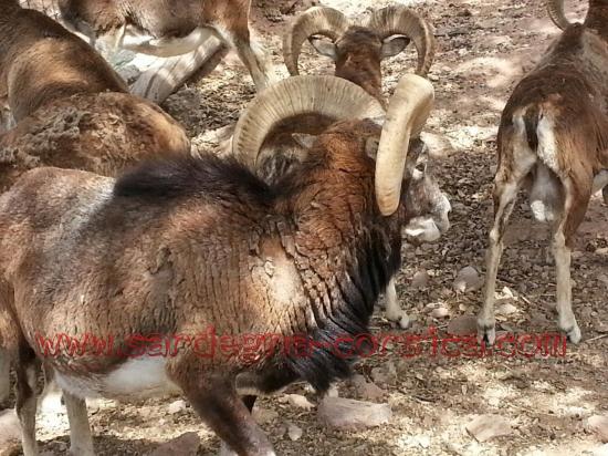 Mouflon de Corse